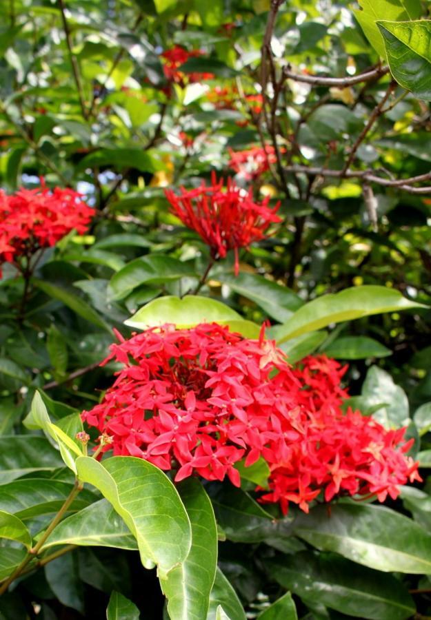 Spring Homestead Howard Springs Esterno foto