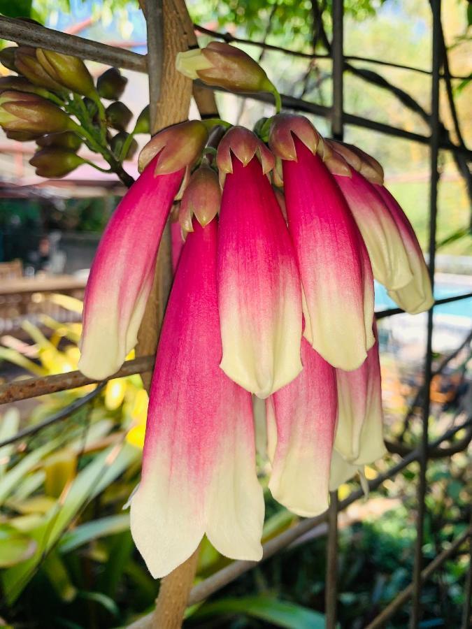 Spring Homestead Howard Springs Esterno foto
